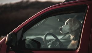 Read more about the article É permitido dirigir com o cachorro no banco da frente?