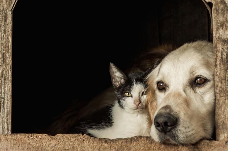 Read more about the article Agora é lei: Empresas amigas dos animais terão Selo Pet Friendly